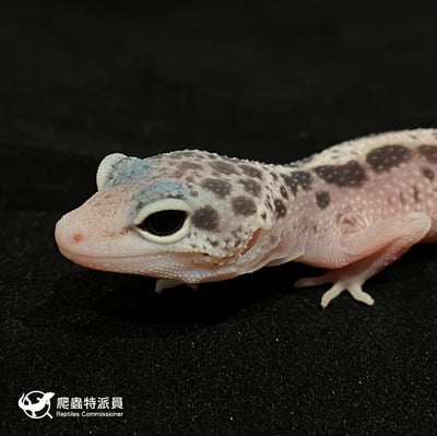 豹紋守宮．雪花叢林（編號 20）5