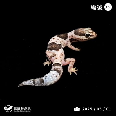 肥尾守宮．立可白 Oreo h 橘白（編號 377）1