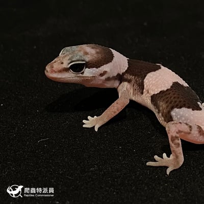 肥尾守宮．Oreo（編號 139）5