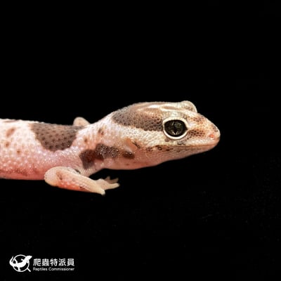 肥尾守宮．立可白 Oreo h 橘白（編號 377）5