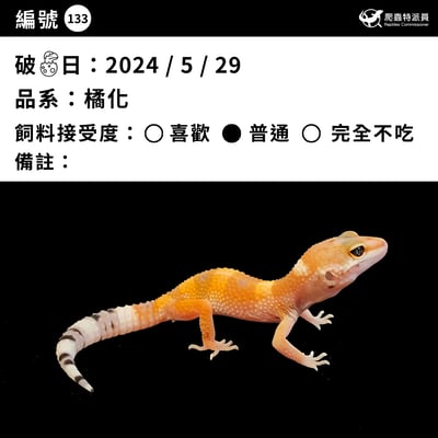 豹紋守宮．橘化（編號 133）3