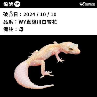 豹紋守宮．WY 直線川白雪花（編號 395）3