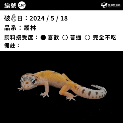 豹紋守宮．叢林（編號 167）3