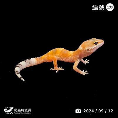 豹紋守宮．橘化（編號 133）1