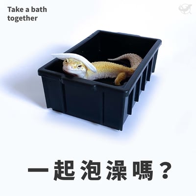 爬蟲大款泡水盆