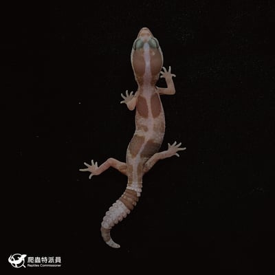 肥尾守宮．直線立可白焦糖 h 橘白祖魯（編號 42）2