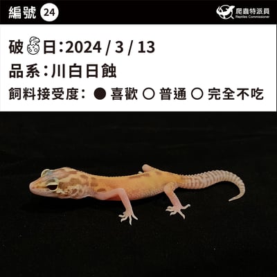 豹紋守宮．川白日蝕（編號 24）3