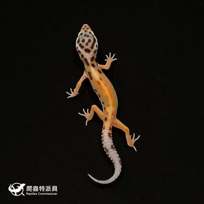 豹紋守宮．叢林（編號 9）2