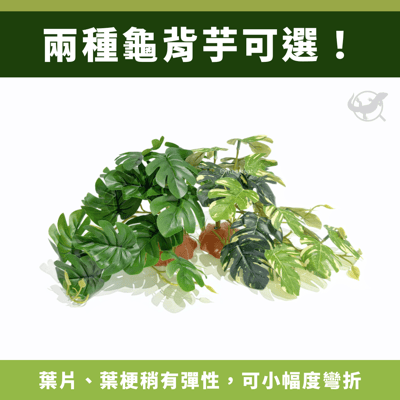 爬蟲龜背芋植物造景2