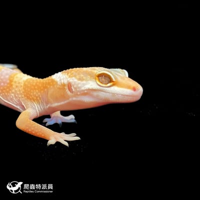 豹紋守宮．川普白化（編號 70）4