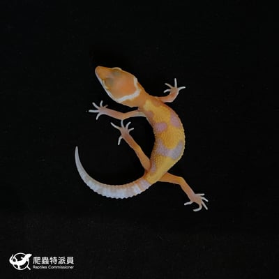 豹紋守宮．川普叢林（編號 74）2