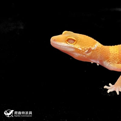 豹紋守宮．日焰（編號 199）5