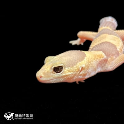 肥尾守宮．橘白（編號 366）5