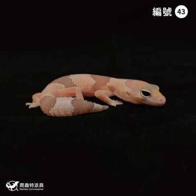 肥尾守宮．橘白 h 焦糖（編號 43）1