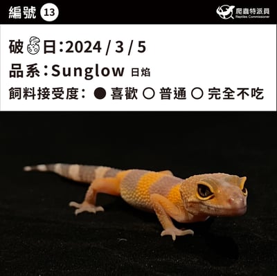 豹紋守宮．日焰（編號 13）3