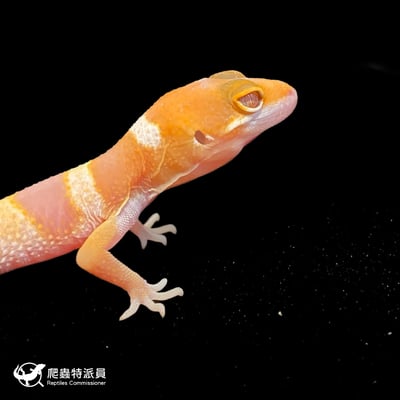 豹紋守宮．日焰（編號 127）4