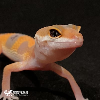 豹紋守宮．橘化（編號 25）4