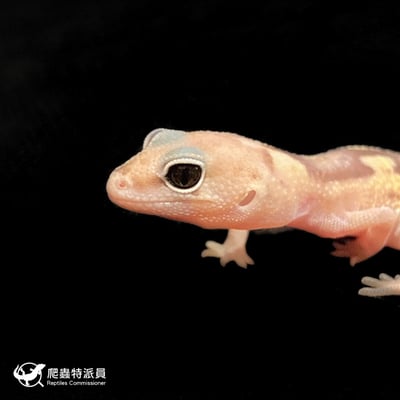 肥尾守宮．祖魯（編號 241）5