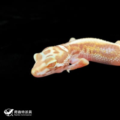 豹紋守宮．薰衣草（編號 401）5