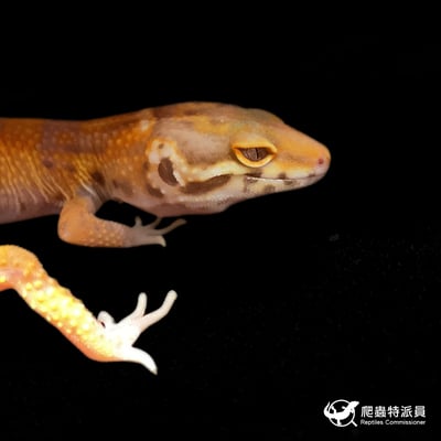 豹紋守宮．川白（編號 424）4