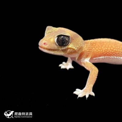 瘤尾守宮．NLP  / 無隱白（編號 327）5