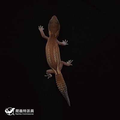 肥尾守宮．無紋 h 橘白（編號 31）2