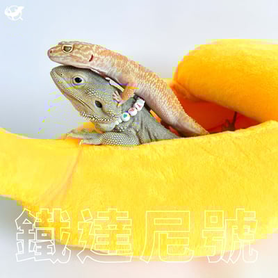 爬蟲剝皮香蕉窩6