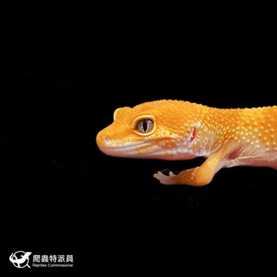 豹紋守宮．橘化／成體（編號 168）5