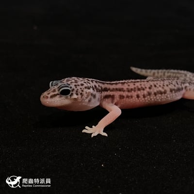 豹紋守宮．超雪（編號 61）4