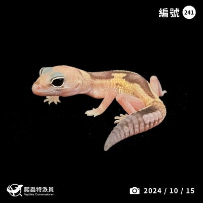 肥尾守宮．祖魯（編號 241）1