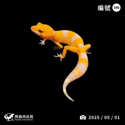 豹紋守宮．日焰（編號 346）1