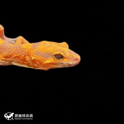 豹紋守宮．電橘貝爾（編號 384）4