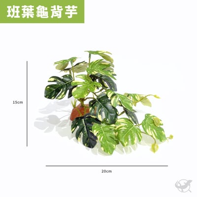 爬蟲龜背芋植物造景7