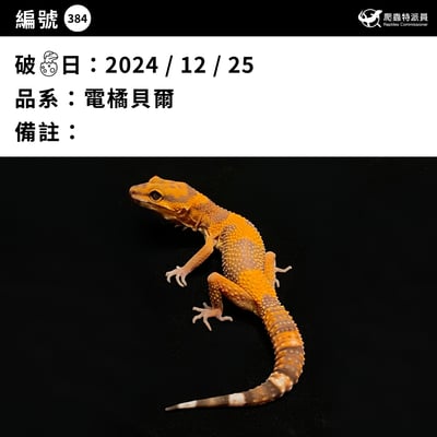 豹紋守宮．電橘貝爾（編號 384）3