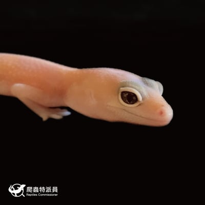 肥尾守宮．直線橘白祖魯 h 焦糖（編號 32）4