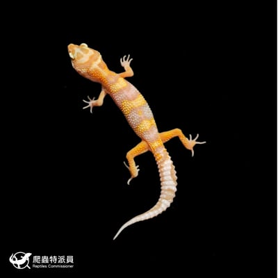 豹紋守宮．WY 川白（編號 376）2