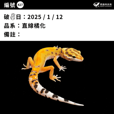 豹紋守宮．直線橘化（編號 427）3