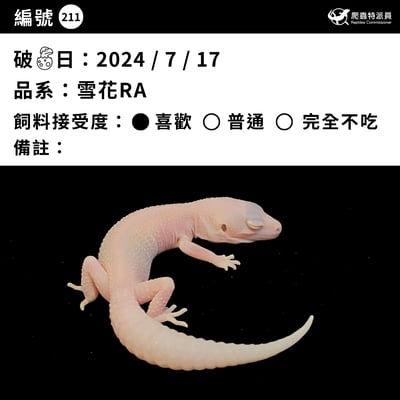 豹紋守宮．雪花 RA（編號 211）3