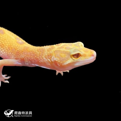 豹紋守宮．川白日蝕（編號 202 ）4