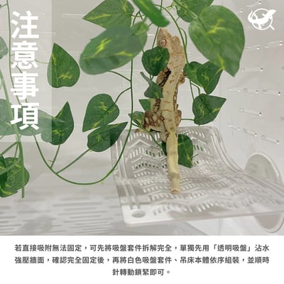 爬蟲樹棲守宮吊床5