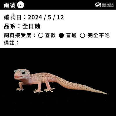 豹紋守宮．全日蝕（編號 175）3