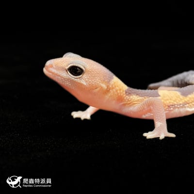 肥尾守宮．祖魯 h Oreo 幽靈（編號 374）5