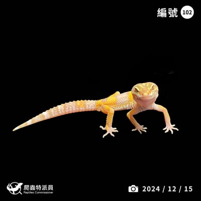 豹紋守宮．日焰（編號 102 ）1