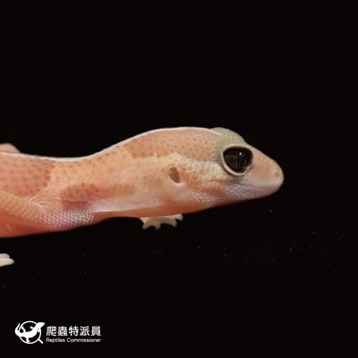 肥尾守宮．直線焦糖 h 橘白祖魯（編號 36）4