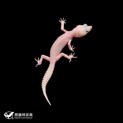 豹紋守宮．全日蝕暴風雪（編號 334）2