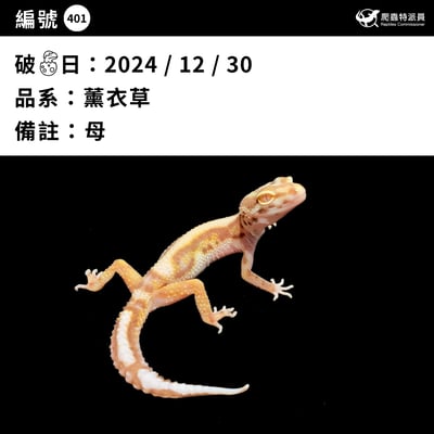 豹紋守宮．薰衣草（編號 401）3