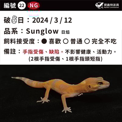 豹紋守宮．日焰（編號 22）3