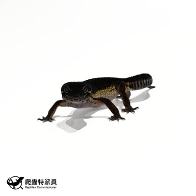 豹紋守宮．黑夜（編號 313）2