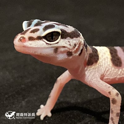 豹紋守宮．雪花（編號 29）6