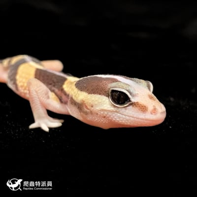 肥尾守宮．直線普肥（編號 94）4